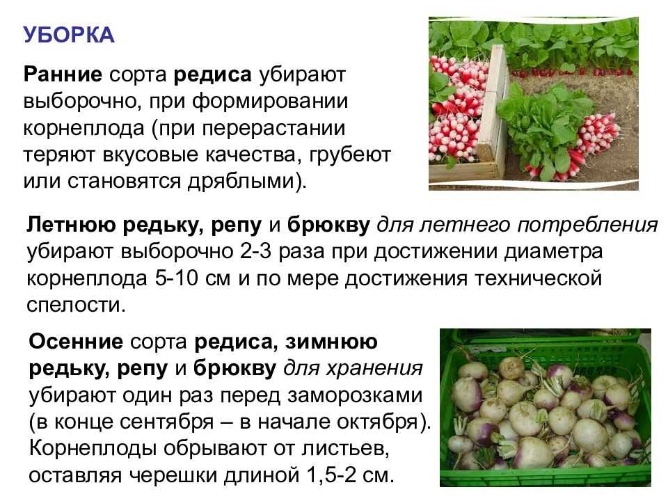 Растения семейства крестоцветных: признаки, виды
