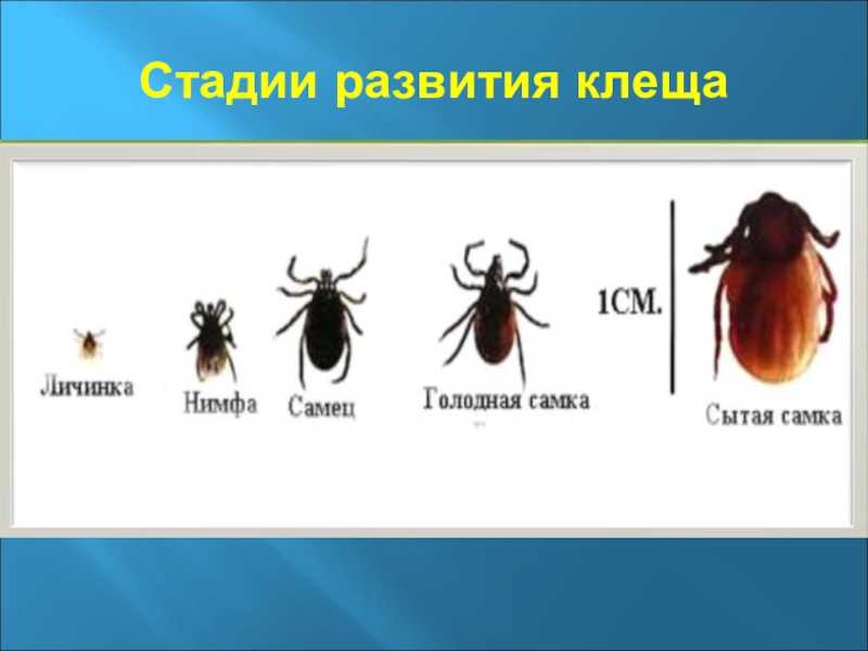 Как выглядит клещ: полная информация о клещах