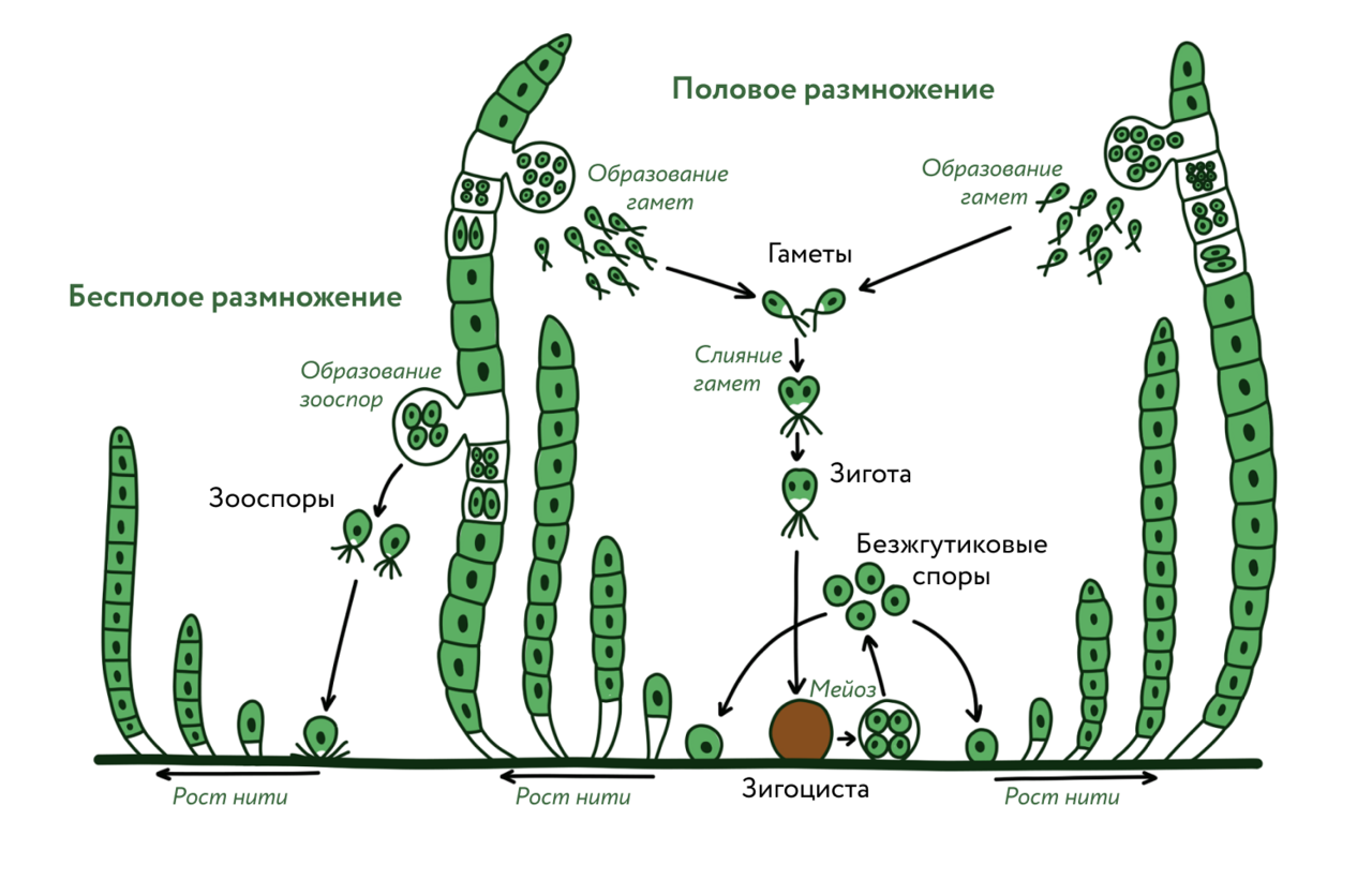 Глава 3. важнейшие абиотические факторы и адаптации к ним организмов