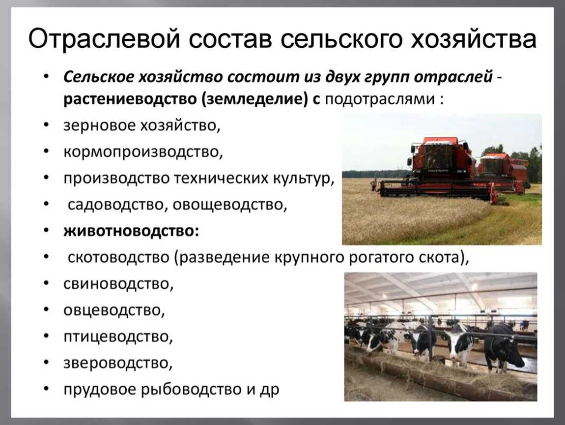 Сортовые ресурсы и повышение конкурентоспособности продукции растениеводства