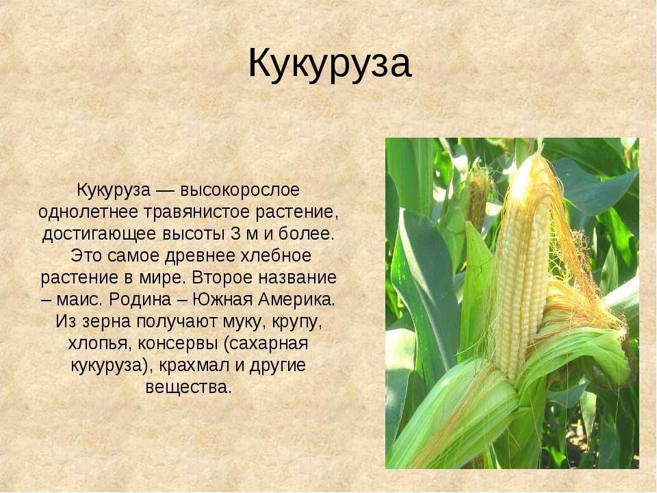 Что такое кукуруза: история, ботаника, роль в сельском хозяйстве