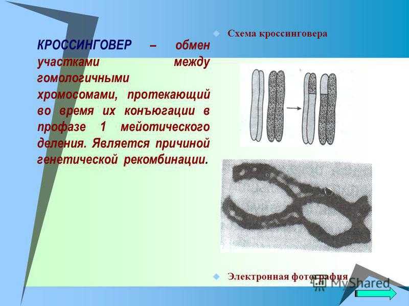 Презентация на тему "кроссинговер"