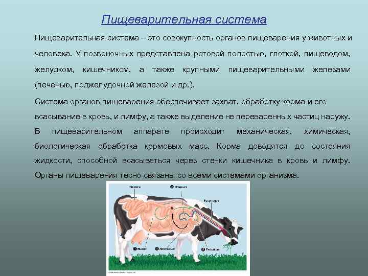 Пищеварительная система насекомых | справочник пестициды.ru