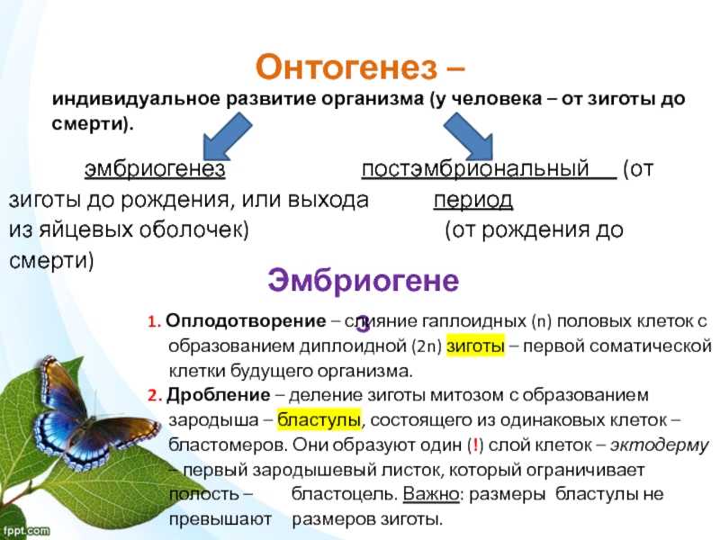 Презентация на тему "гаметогенез у растений" по биологии для 7 класса