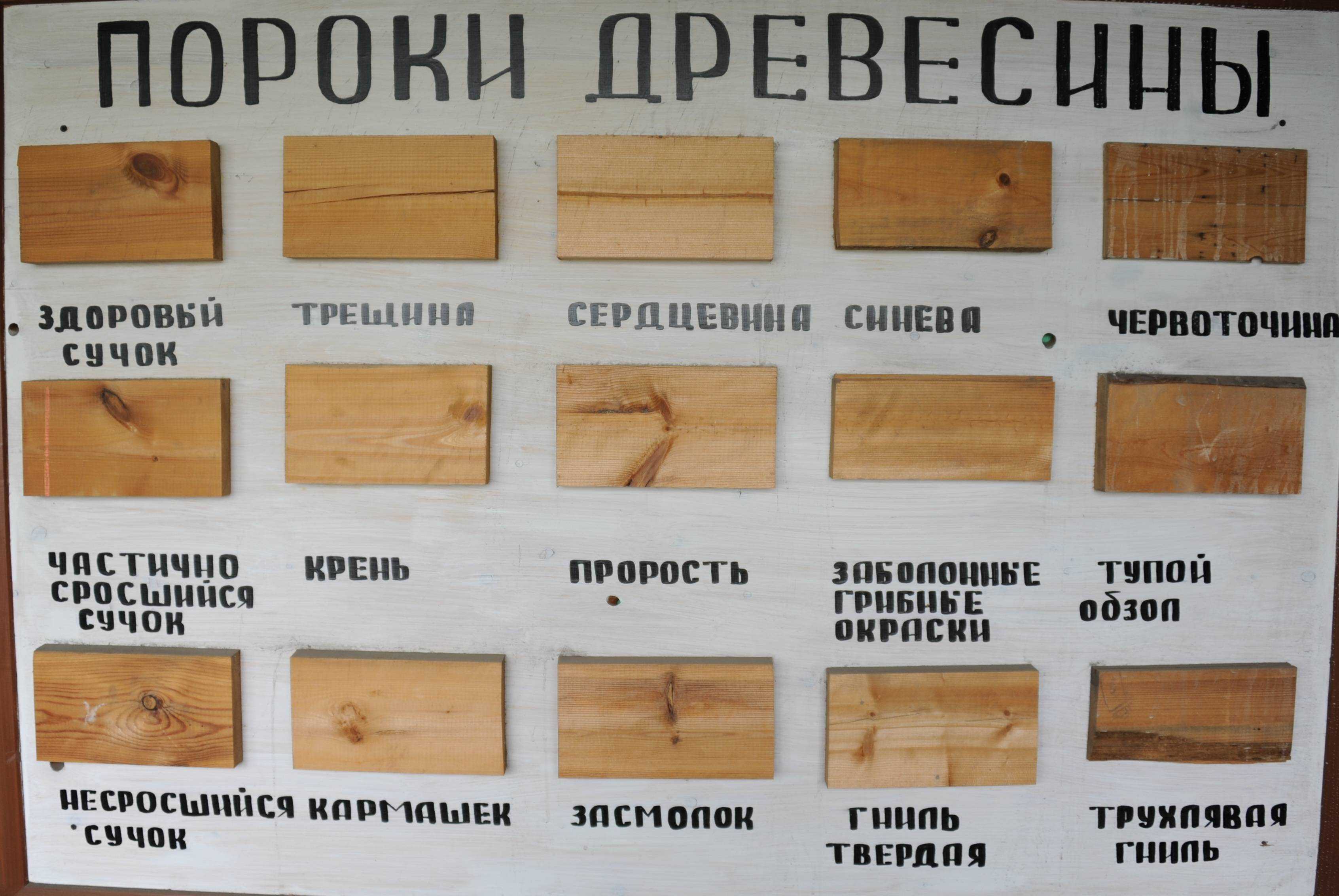 Чем отличаются понятия вид и сорт? - онлайн журнал про рф