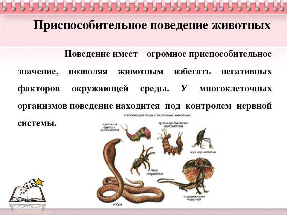 Брачное поведение животных