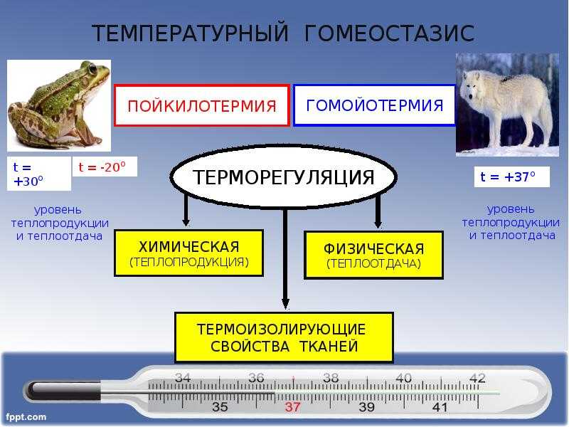 Для чего животным нужно тепло