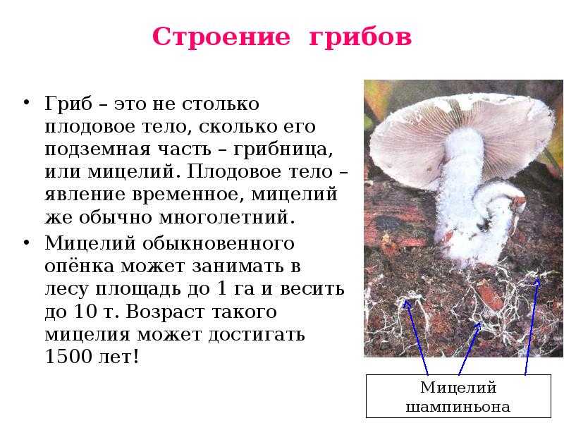 Царство грибов – древнее, таинственное и притягательное + видео