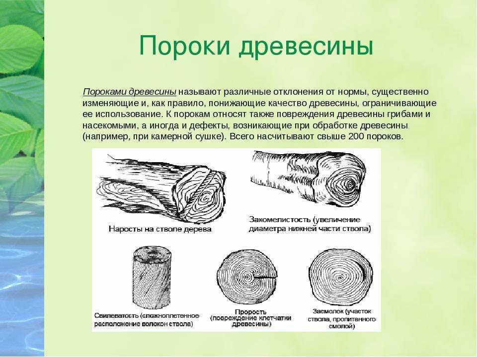 Пороки дерева и древесины