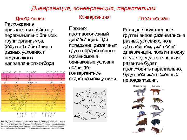 Дивергентная эволюция — определение, причины и примеры | познание мира