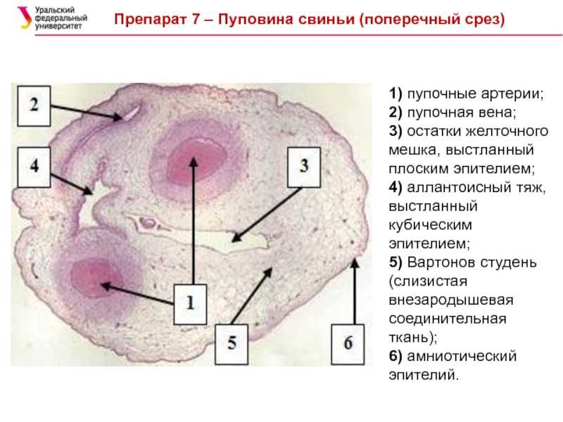 Краткий эмбриологический очерк [1986 гаврилов л.ф., татаринов в.г. - анатомия]