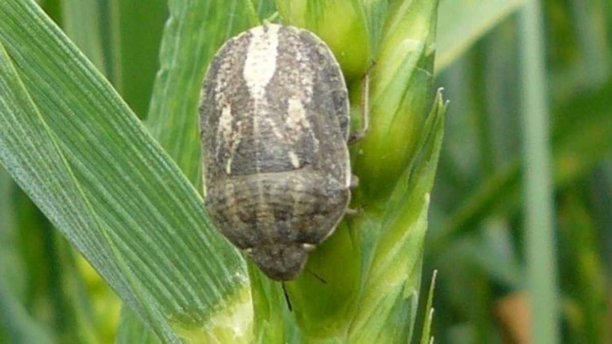 Клоп вредная черепашка (eurygaster integriceps)