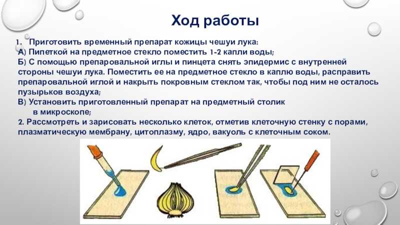 Главные функции листа и его видоизменения | 6 класс | биология