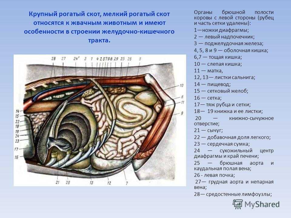 Анатомо-топографические данные оперируемой области