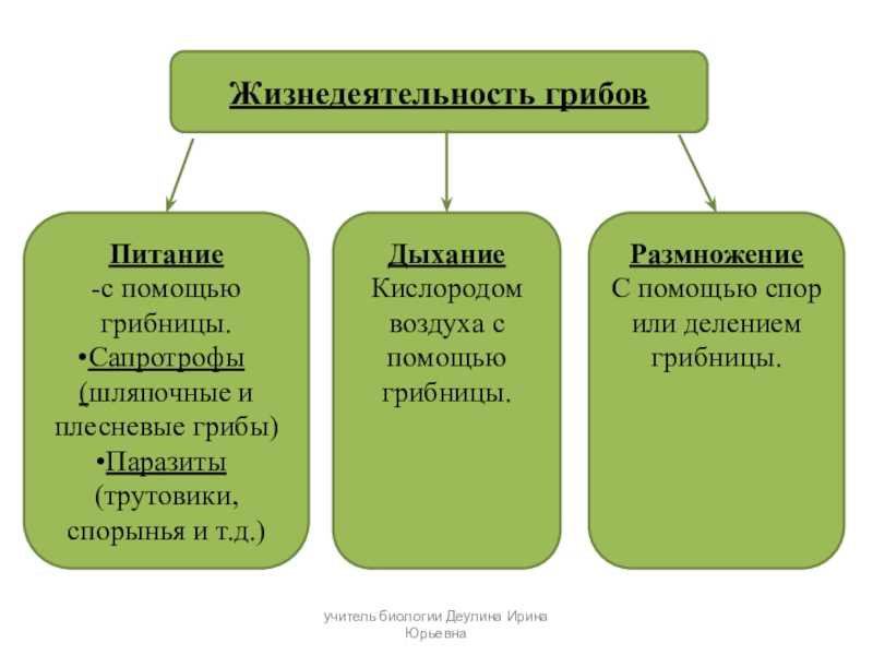 Каковы особенности строения и жизнедеятельности грибов: фото, описание, рисунки, схемы, цикл развития и характер питания