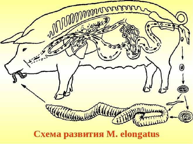Метастронгилез у свиньи