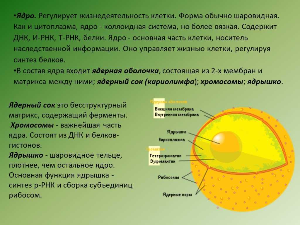 Какую функцию выполняют ядрышки кратко