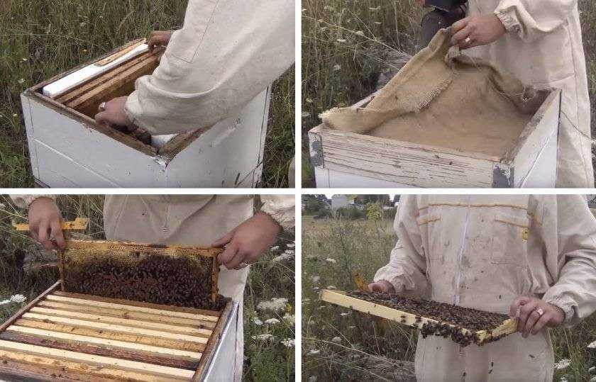 Методы пчеловодства