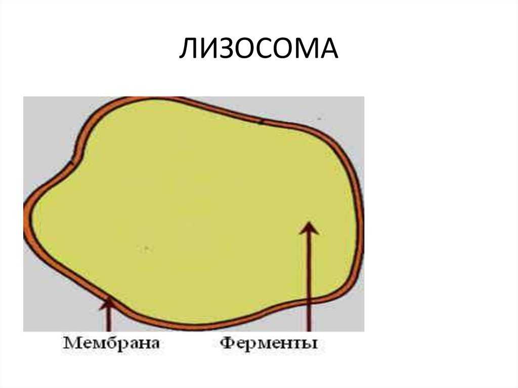 Лизосомы: что это такое вкратце