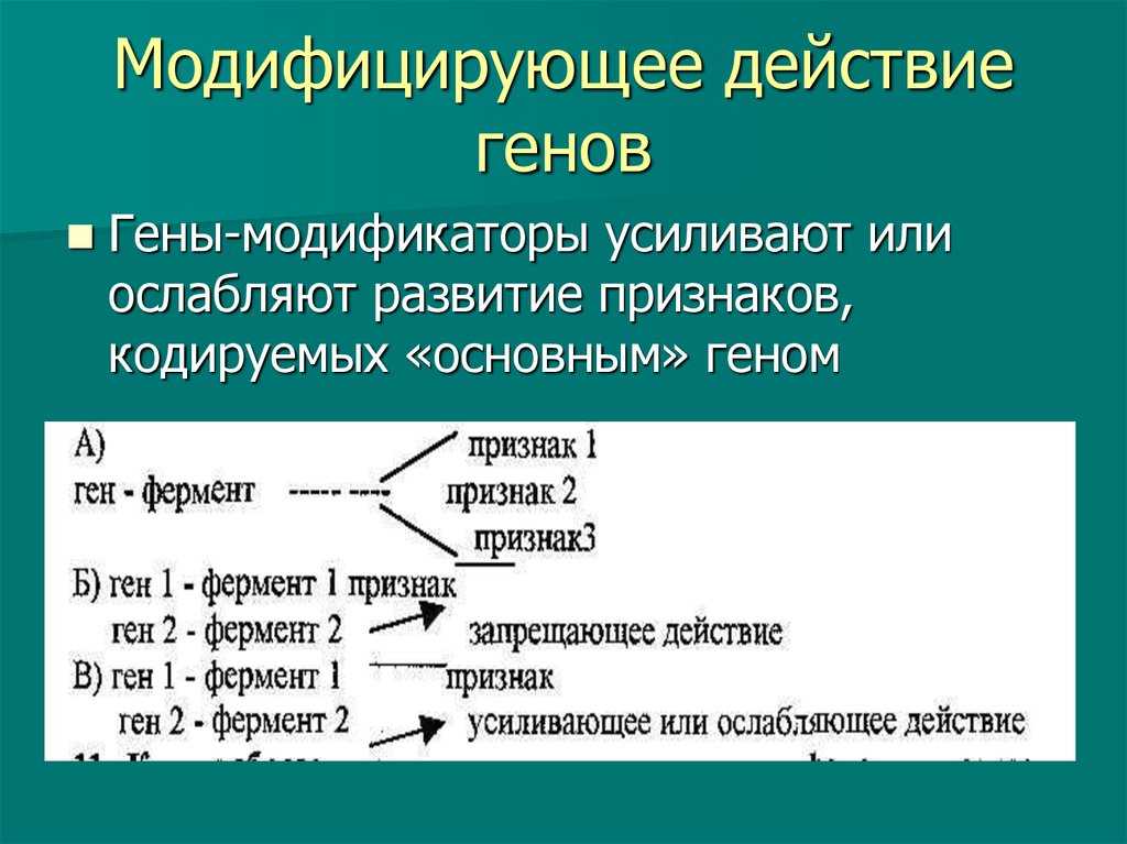 Петунин о. 				 |
						закономерности наследственности | газета «биология» № 10/2009