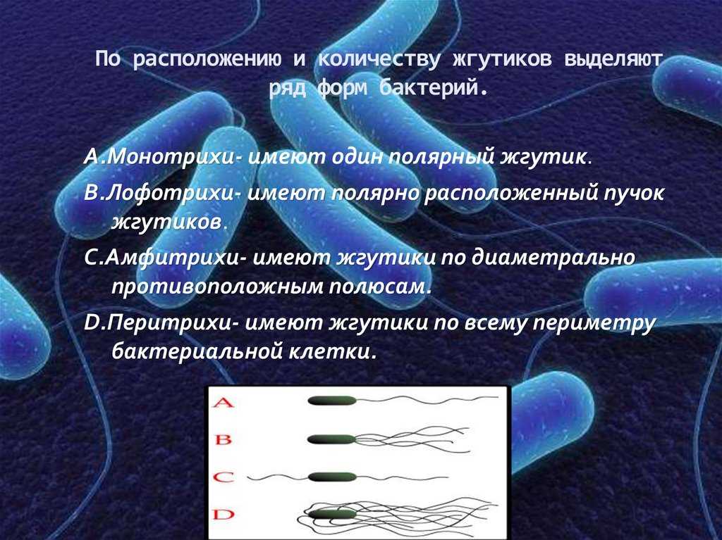 Методы контрастирования бактерий, обнаружения подвижности и спорообразования
