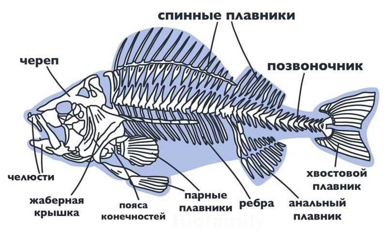 Боковая линия у рыб: строение, предназначение, факты