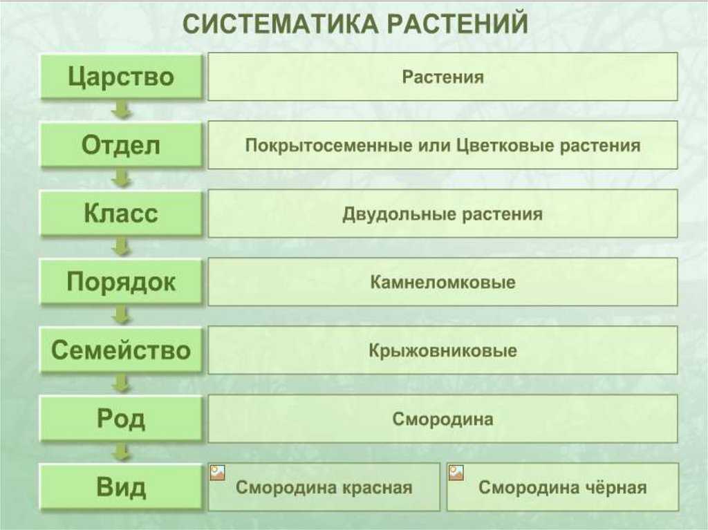 Линней, карл
