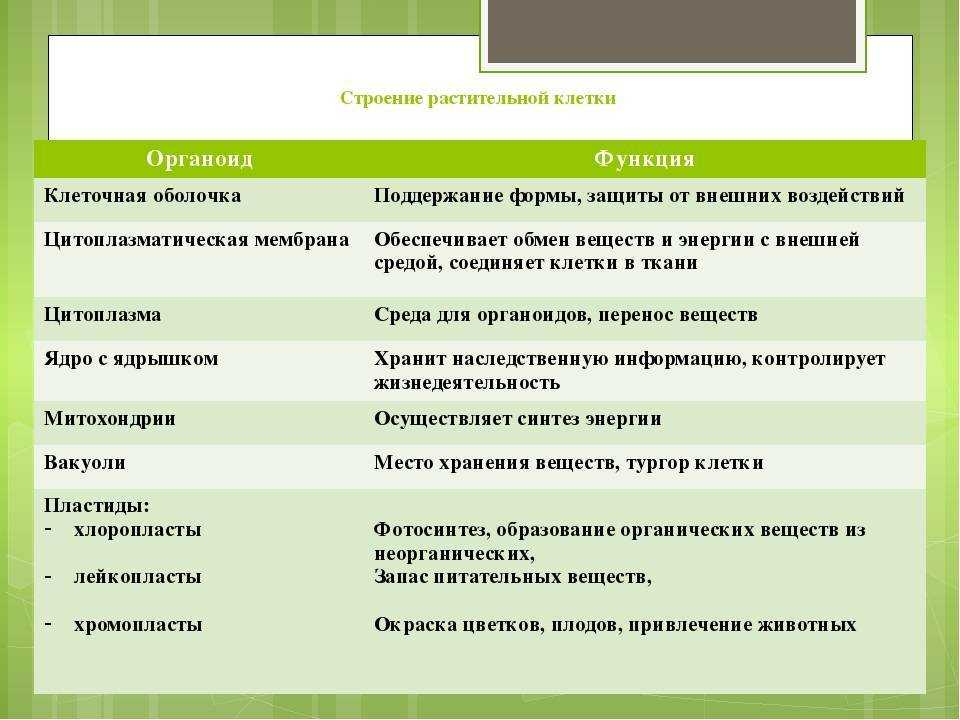 Клетки растений: характеристика, строение и основные органеллы — природа мира