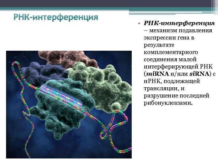 Рнк-интерференция (рнки) – определение, механизм, применение