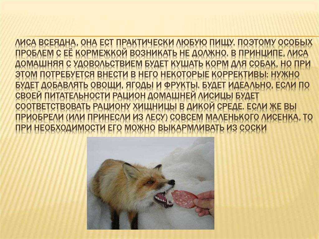 Содержание лисы. разведение лис в домашних условиях. нужно ли мыть лису