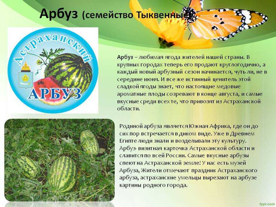 Дыня