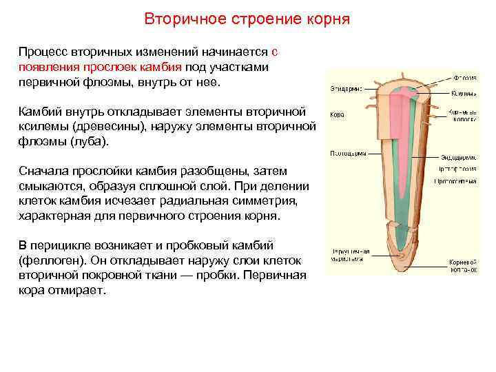Функции различных зон корня и их внутреннее строение