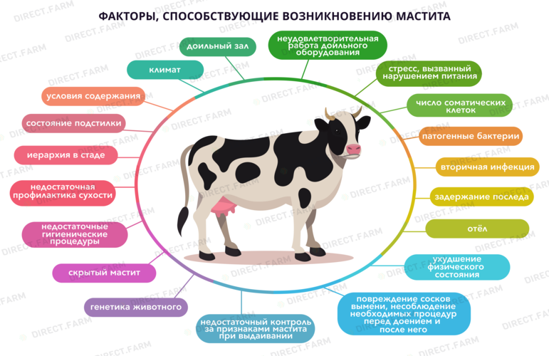 Гетерозис в свиноводстве: инбридинг, гибридизация свиньи