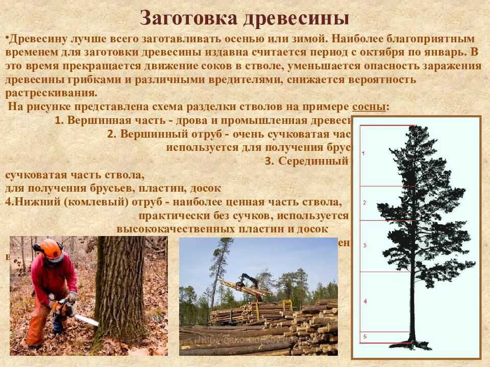 Заготовка древесины для строительства сруба для дома и бани.