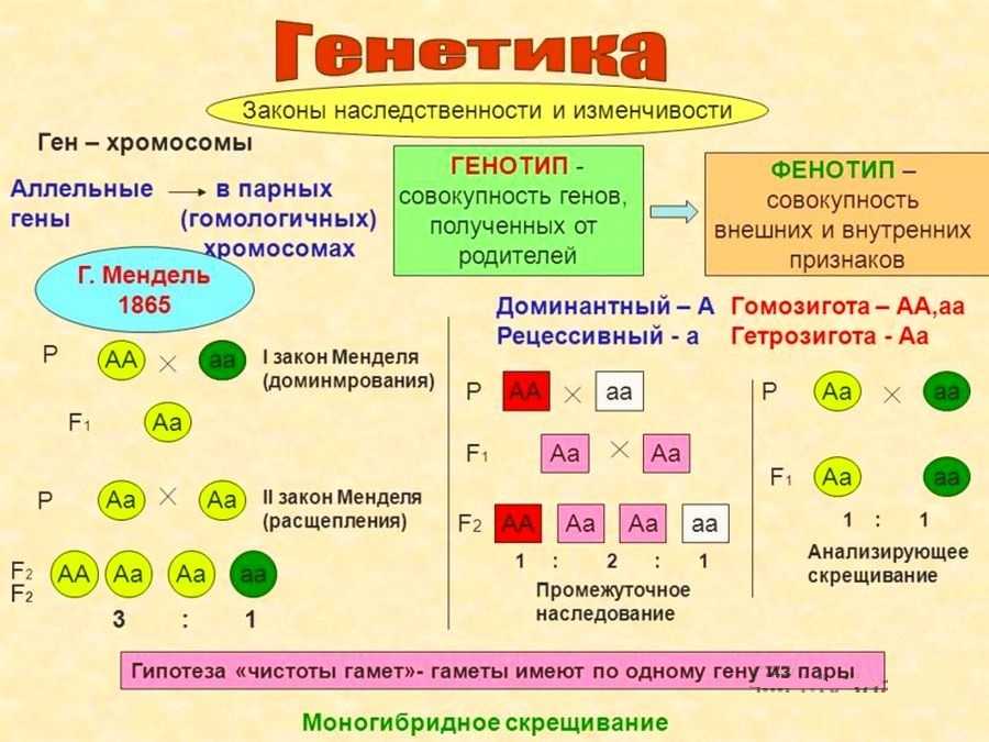 Законы г.менделя