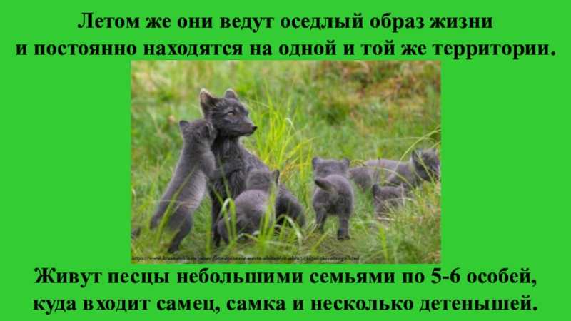 Этология с основами зоопсихологии (2-е издание, стереотипное)