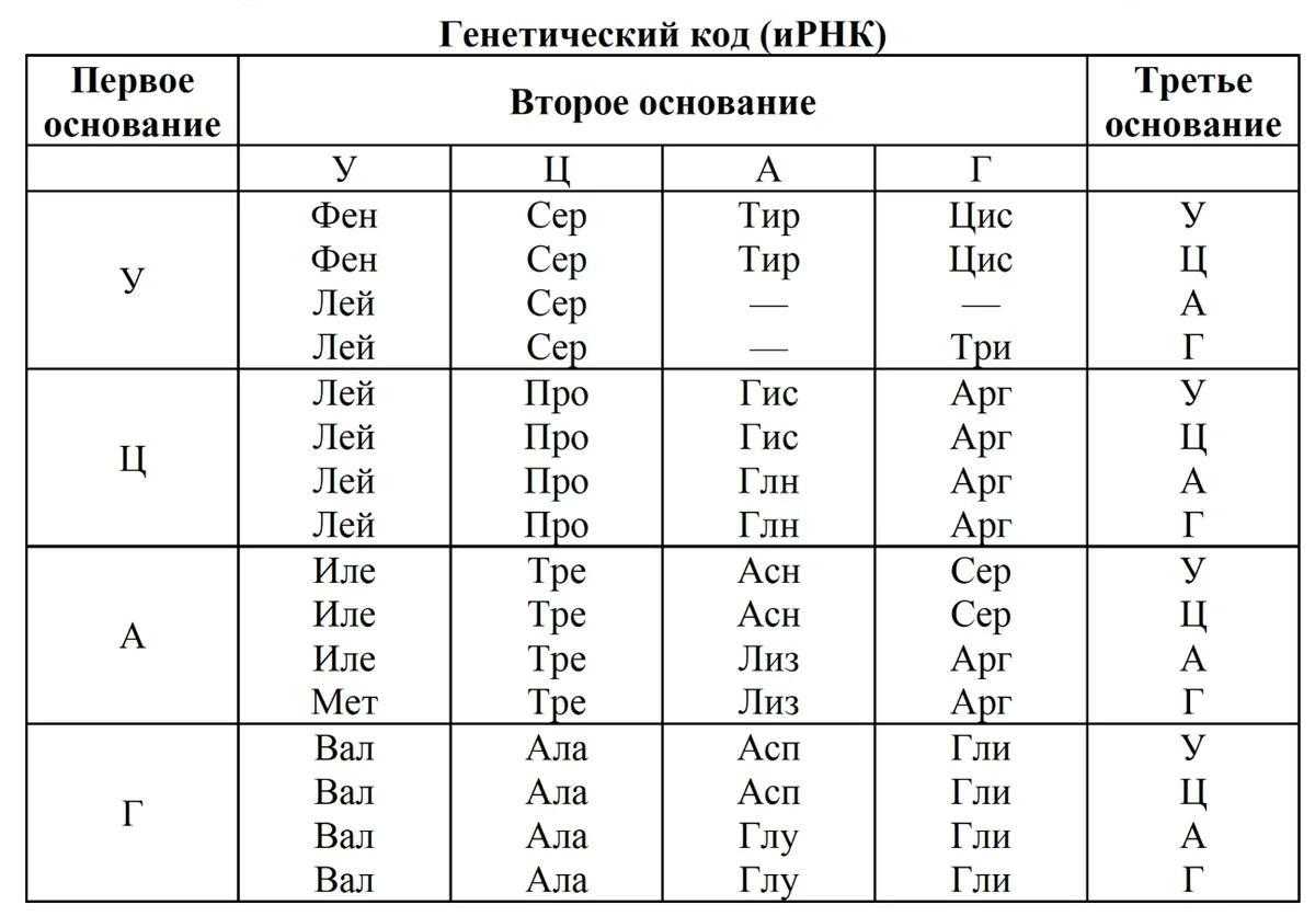 Что такое днк простыми словами