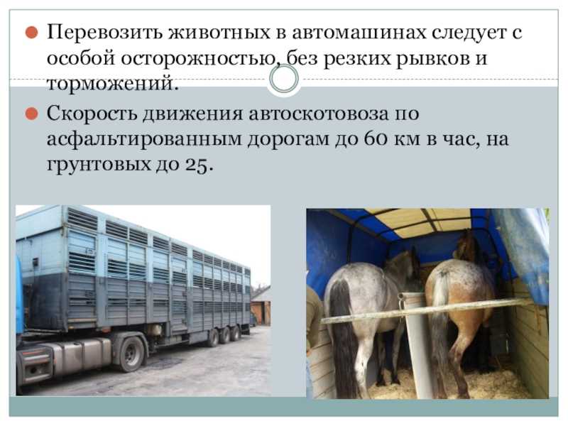 Презентация, доклад по зоогигиене на тему гигиена транспортируемых животных
