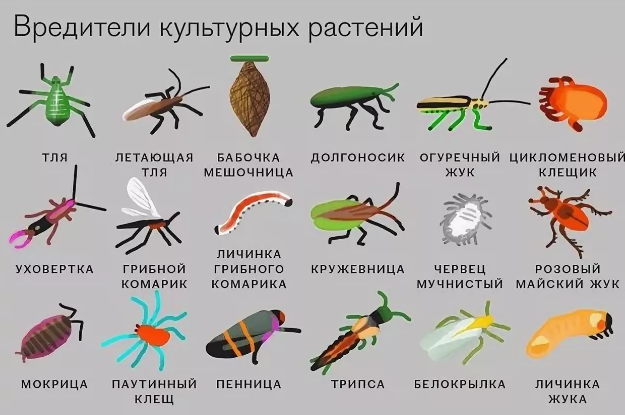 Вредители сосны и борьба с ними: химические средства и народные методики