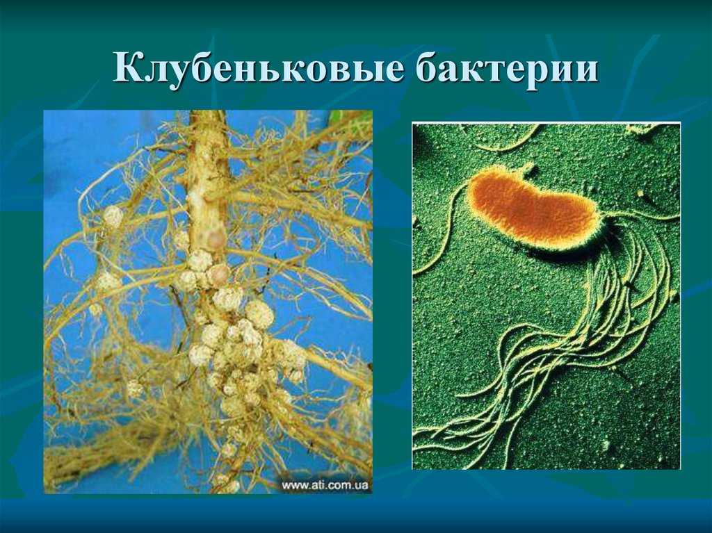 Клубеньковые бактерии на клубнях бобовых - взаимодействие с растением и польза для почвы