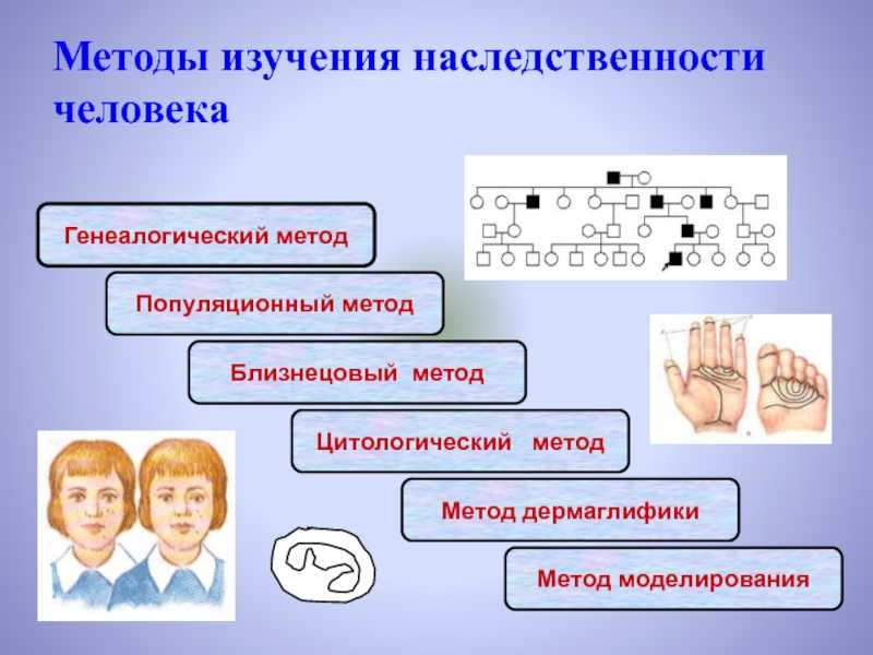 Использование основных методов генетики для определения врожденных патологий | статья в журнале «молодой ученый»