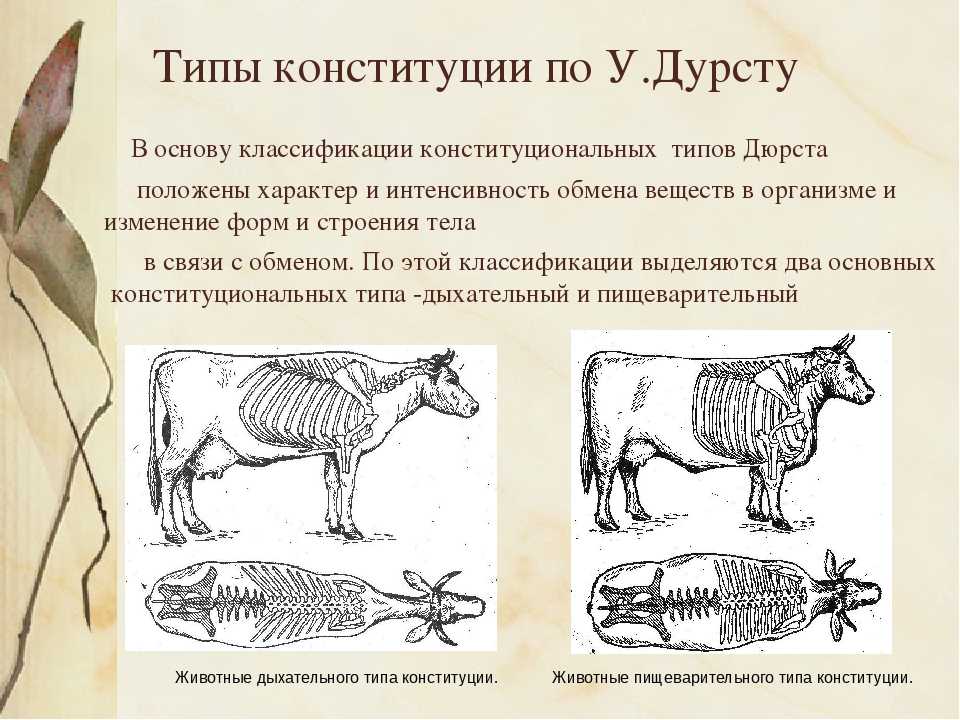 Определения веса крупного рогатого скота (крс) - по промерам
