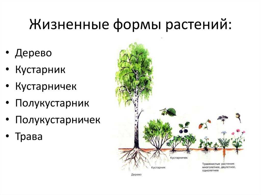 Классификация сорняков по продолжительности жизни.