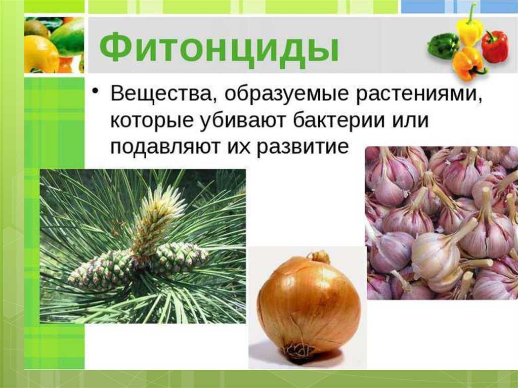 Состав летучх фитонцидов хвойного леса сибири : научное издание | научно-инновационный портал сфу