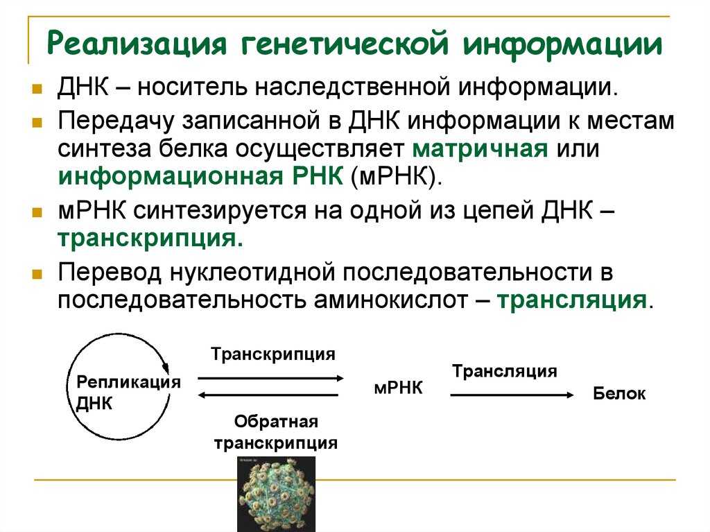 Хранителем наследственной информации является:   а) рибосомы; б) аппарат гольджи; в) ядро; г) кле - узнавалка.про
