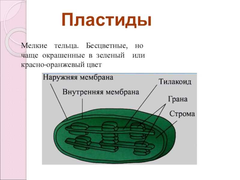 Пластид - образование - 2023