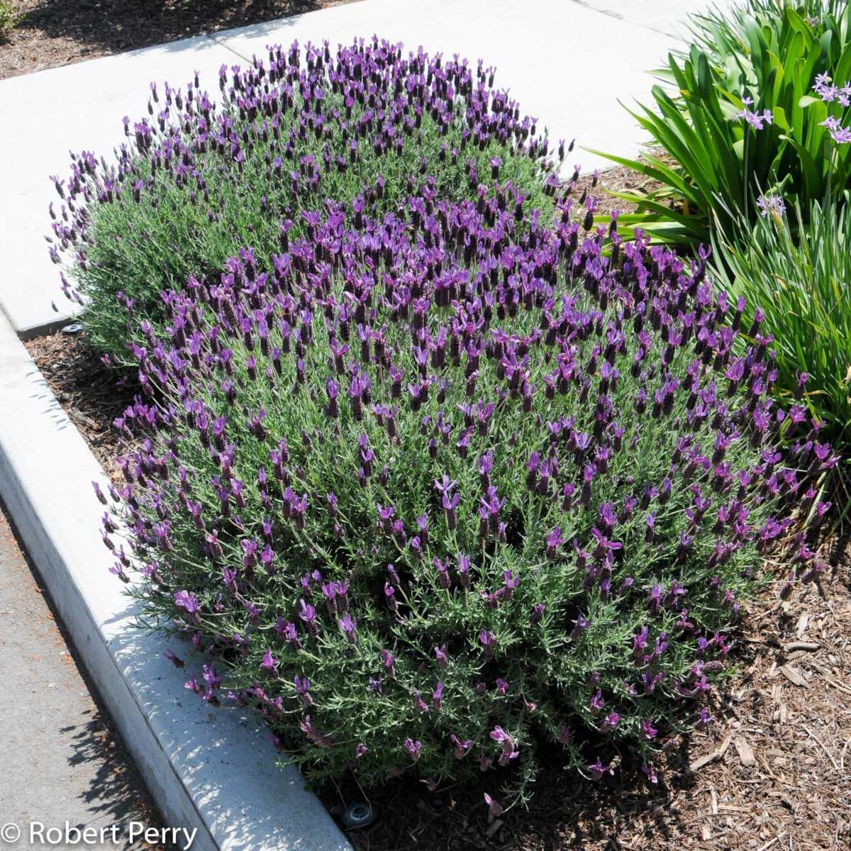 Лаванда узколистная: виды и описание lavandula angustifolia
