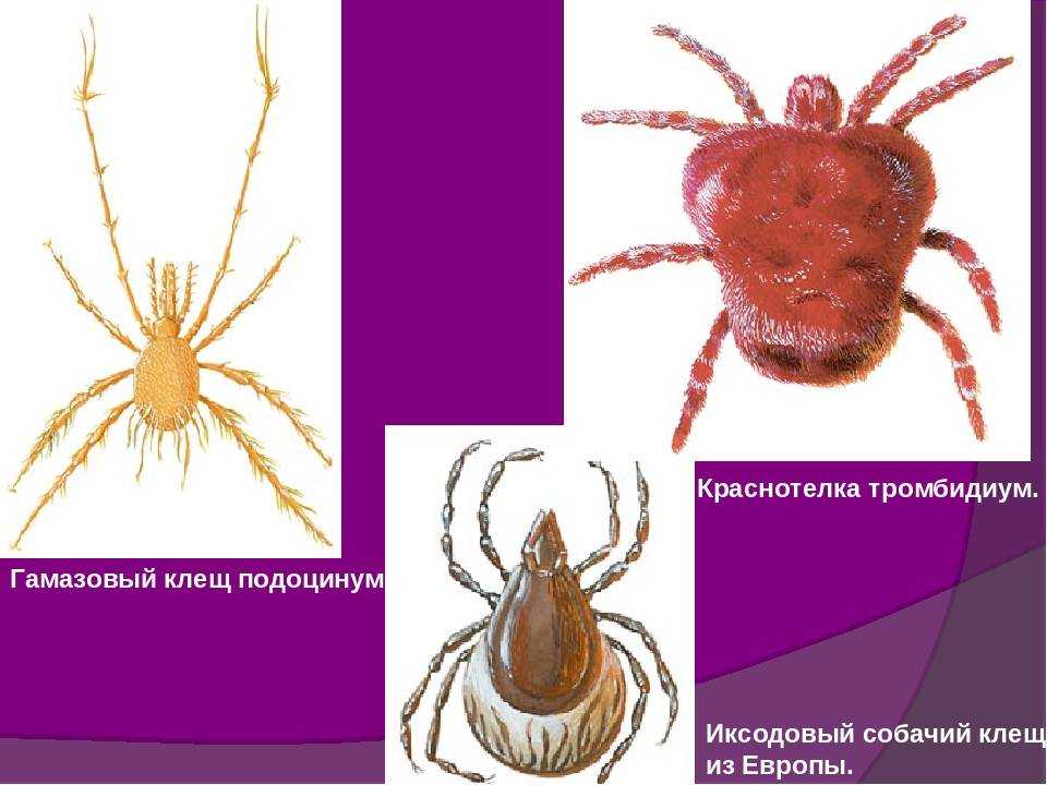 Паразитиформные клещи