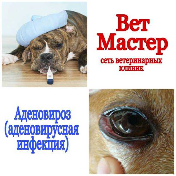 Аденовирус у собак │ как лечить собак с аденовирусной инфекцией?