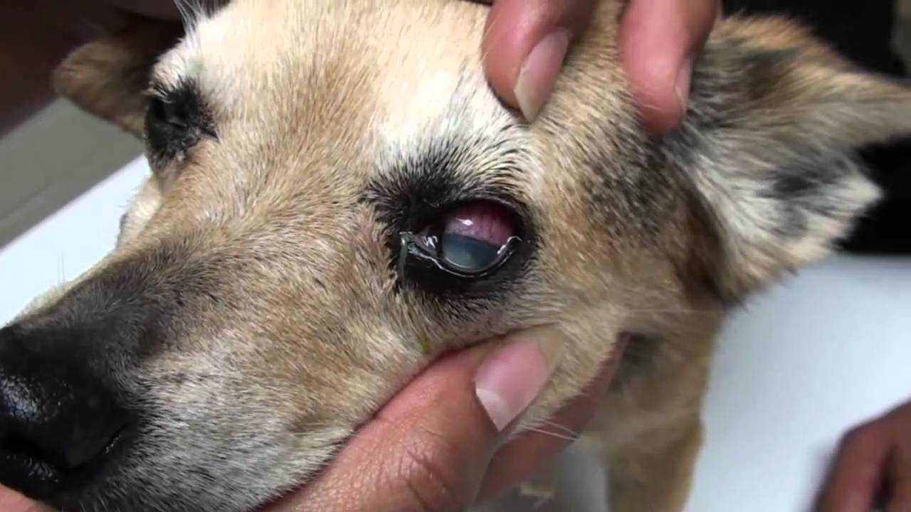 Паразитарные заболевания глаз у животных